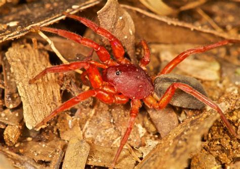 animals with odd number of eyes|Caponiidae .
